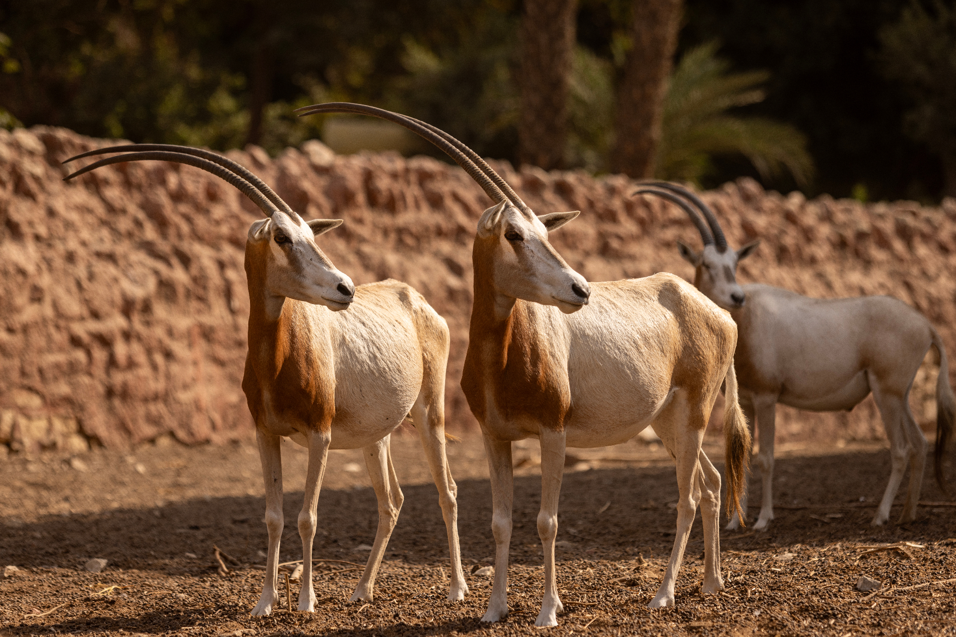 Oryx at the sanctuary
