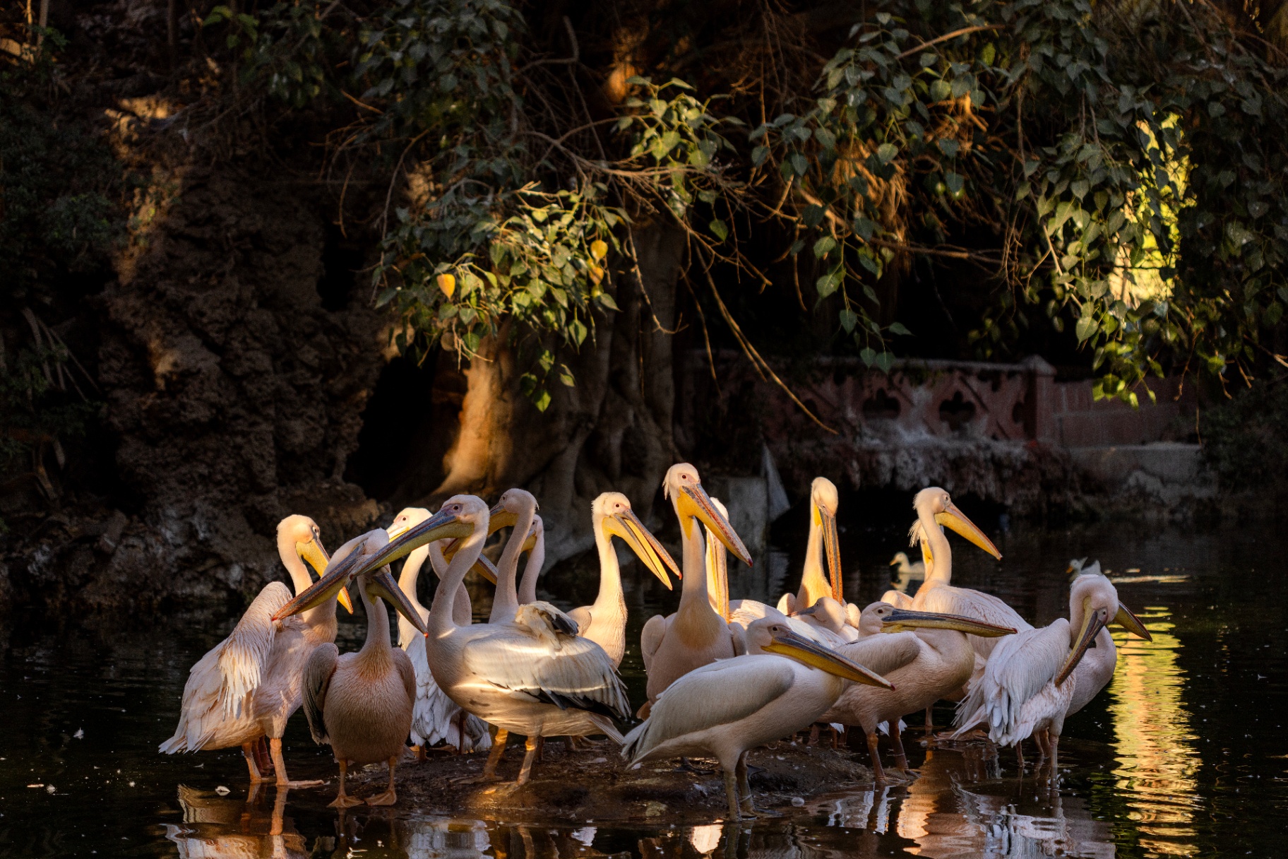 Pelicans at the sanctuary